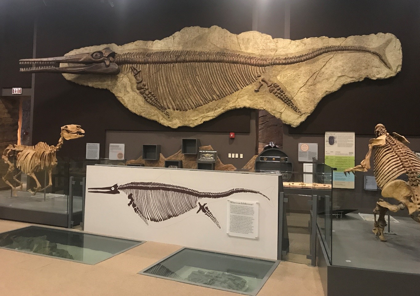 Paleontology & Fossils | Nevada State Museum | Las Vegas